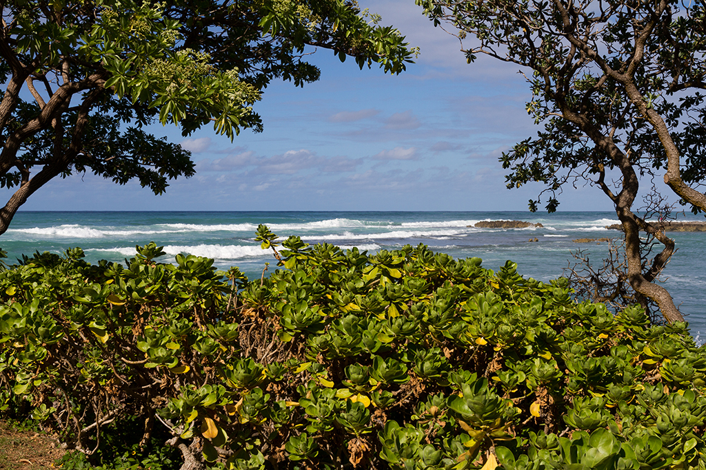 Oahu - 041.jpg - Turtle Bay